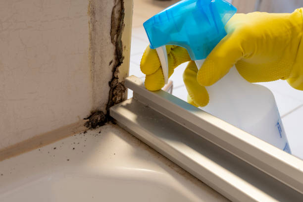 Best Emergency Mold Remediation in Almedia, PA