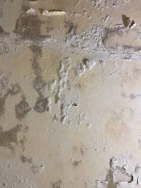 Best Basement Mold Remediation in Almedia, PA