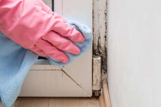Best DIY Mold Remediation Support Services in Almedia, PA