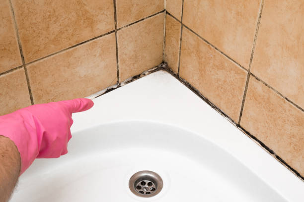 Best Bathroom Mold Remediation in Almedia, PA